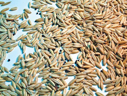 種子冷庫設(shè)計(jì)