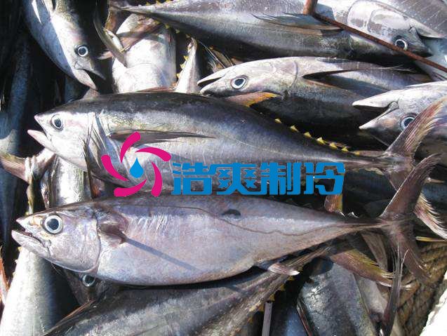 浩爽制冷，海鮮冷凍庫